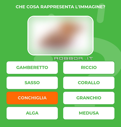 CONCHIGLIA.jpg