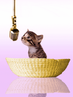 gatto che canta