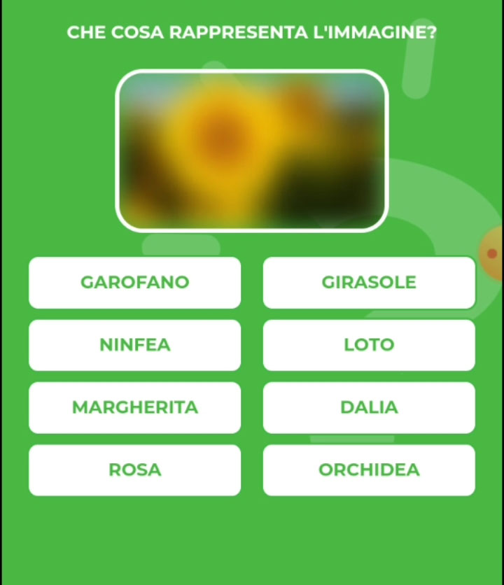 GIRASOLE.jpg