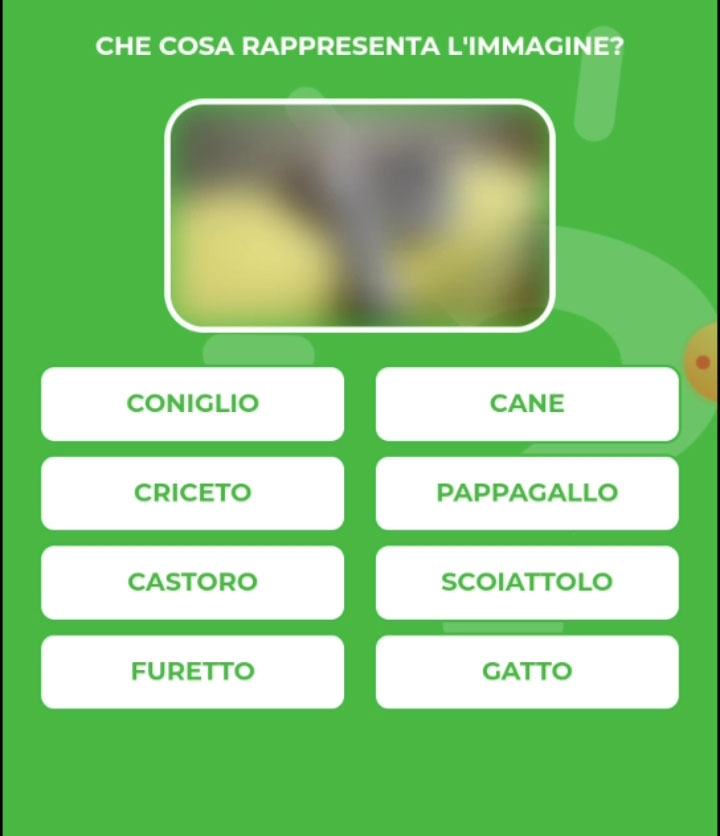 GATTO.jpg