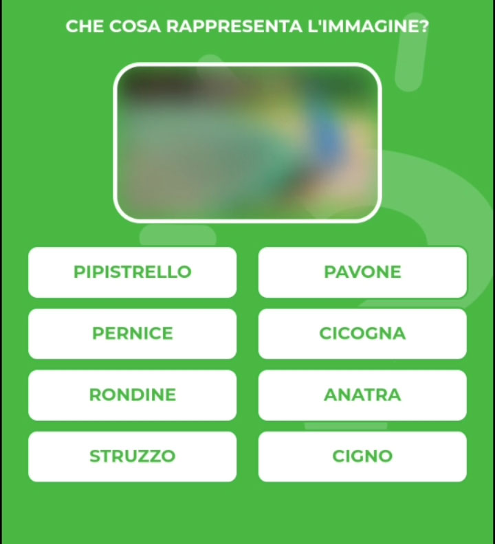 PAVONE.jpg