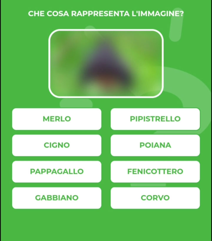 PIPISTRELLO.jpg