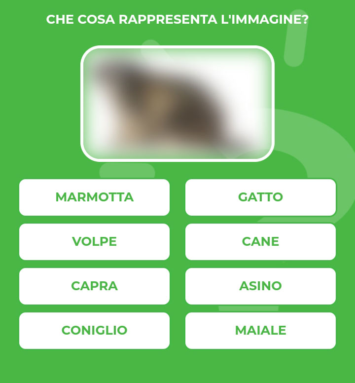 MARMOTTA.jpg