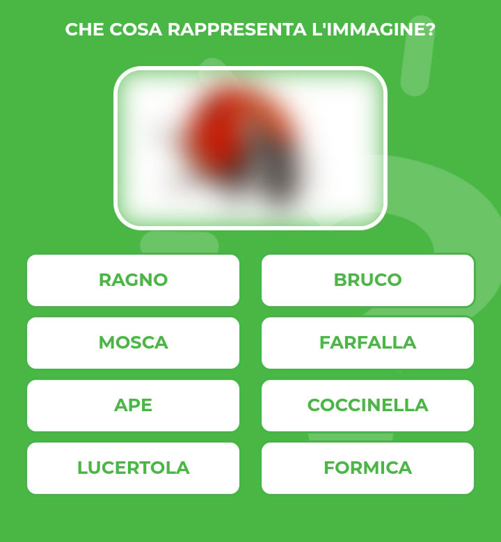 COCCINELLA.jpg