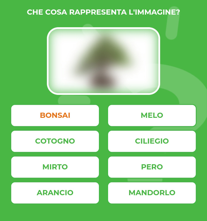BONSAI.jpg