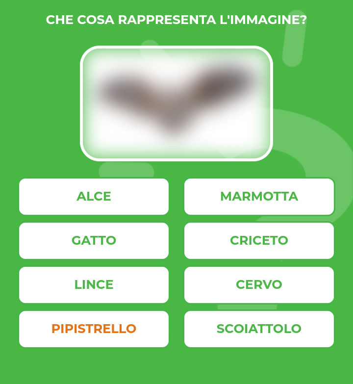 PIPISTRELLO.jpg