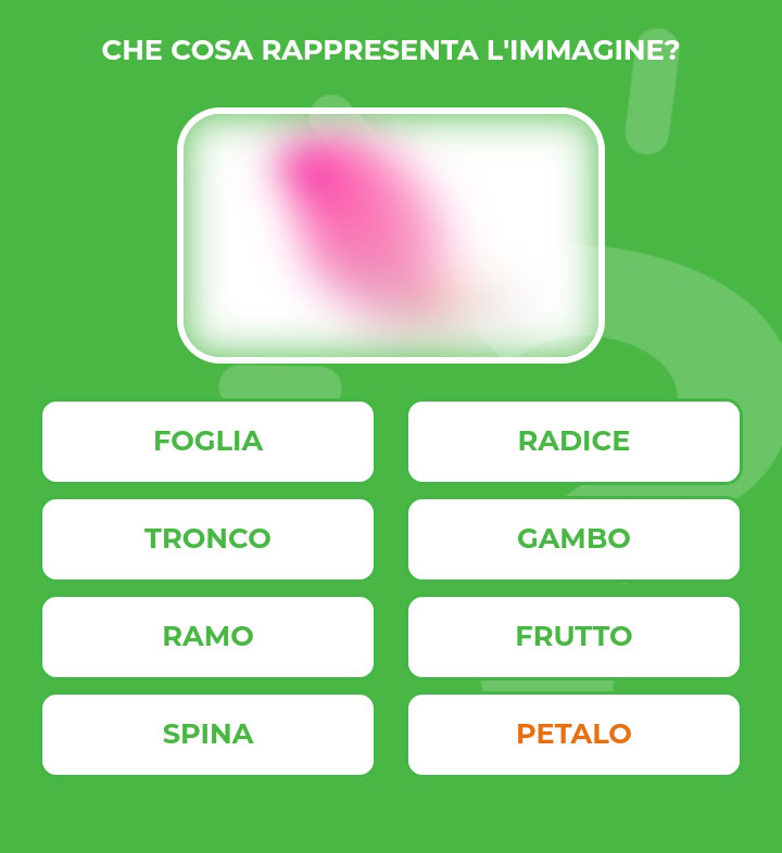 PETALO.jpg