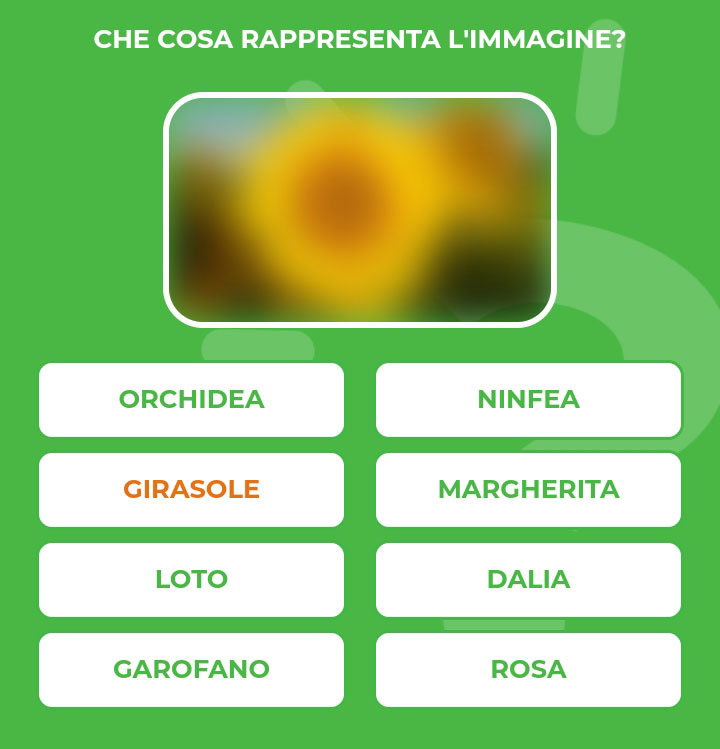 GIRASOLE.jpg