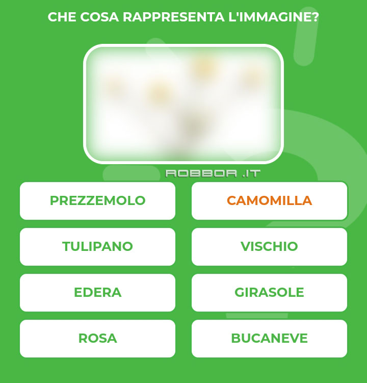 CAMOMILLA.jpg