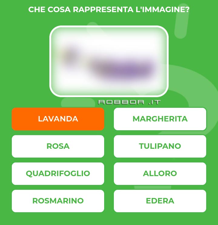 LAVANDA.jpg