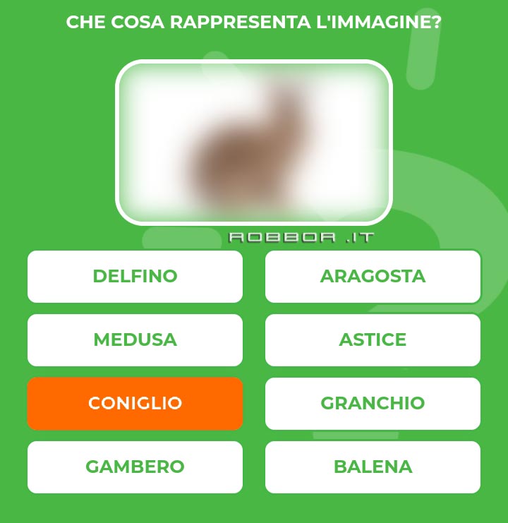 CONIGLIO.jpg