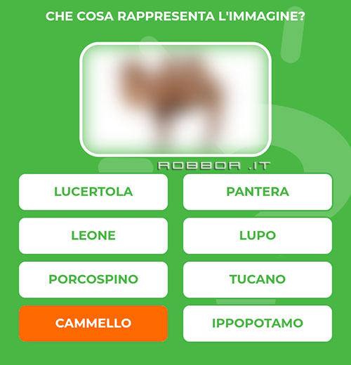 CAMMELLO.jpg