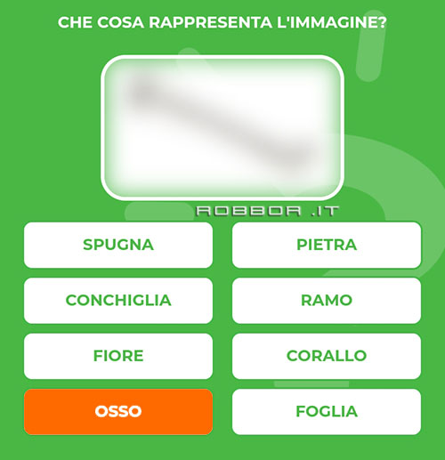 OSSO.jpg