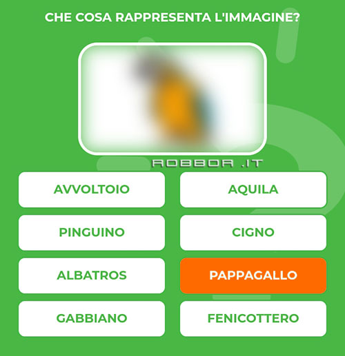 PAPPAGALLO.jpg