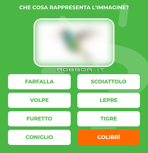 COLIBRI.jpg