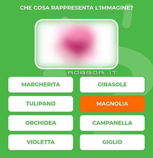 MAGNOLIA.jpg