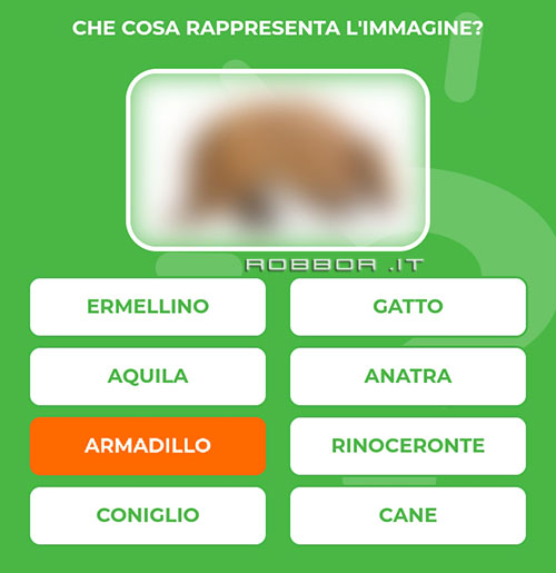 ARMADILLO.jpg