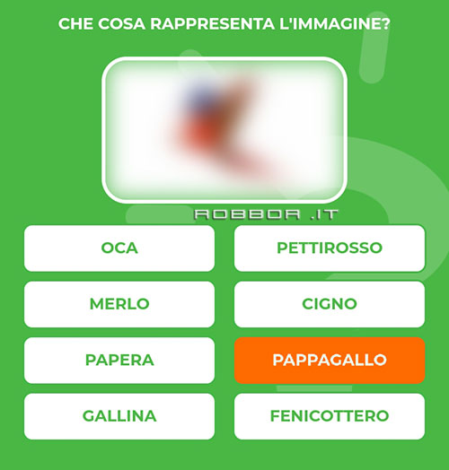 PAPPAGALLO.jpg