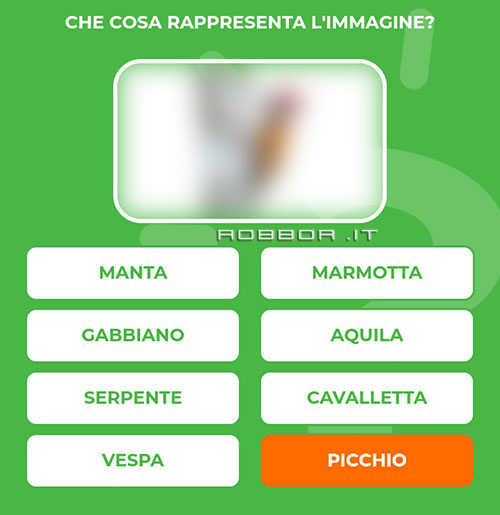 PICCHIO.jpg