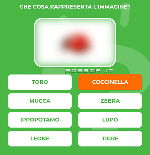 COCCINELLA.jpg