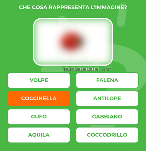 COCCINELLA.jpg