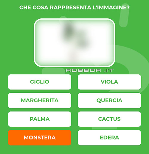 MONSTERA.jpg