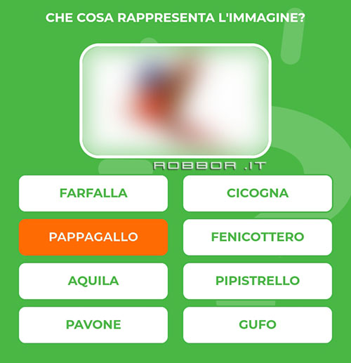 PAPPAGALLO.jpg