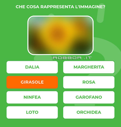 GIRASOLE.jpg