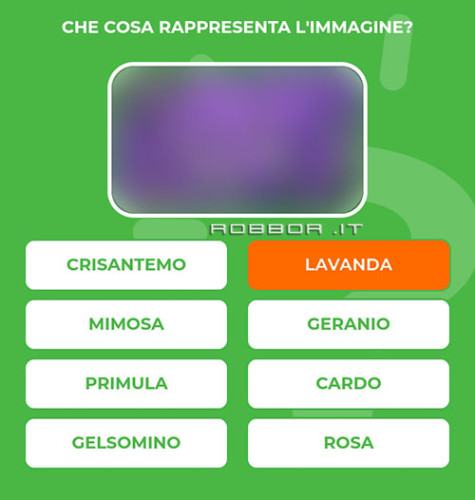 LAVANDA.jpg