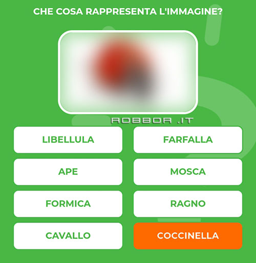 COCCINELLA.jpg